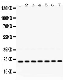 Anti-RALB Antibody Picoband®