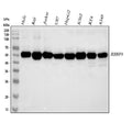 Anti-RbAp48/RBBP4 Antibody Picoband®