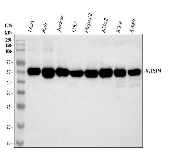 Anti-RbAp48/RBBP4 Antibody Picoband®