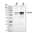 Anti-Rel B/RELB Antibody Picoband®