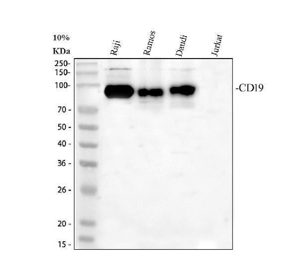 Anti-CD19 Antibody Picoband®