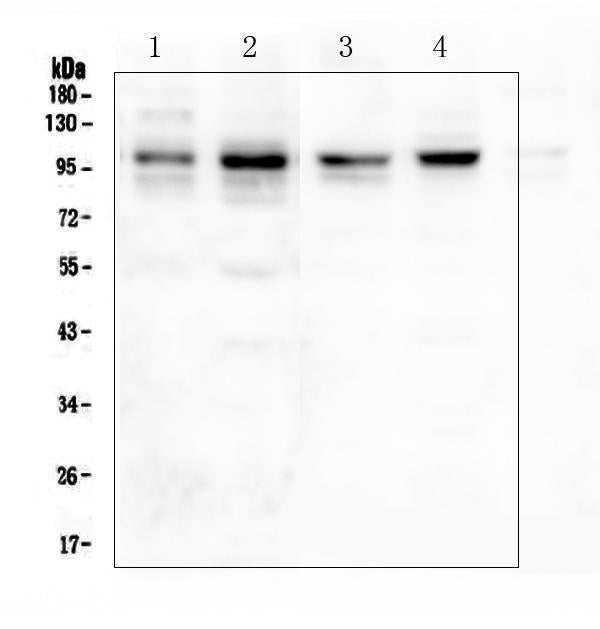 Anti-PSD95/DLG4 Antibody Picoband®