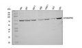 Anti-PKR/EIF2AK2 Antibody Picoband®