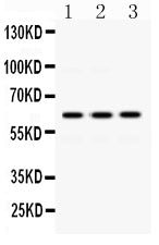 Anti-EME1 Antibody Picoband®