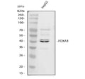 Anti-FOXA3 Antibody Picoband®