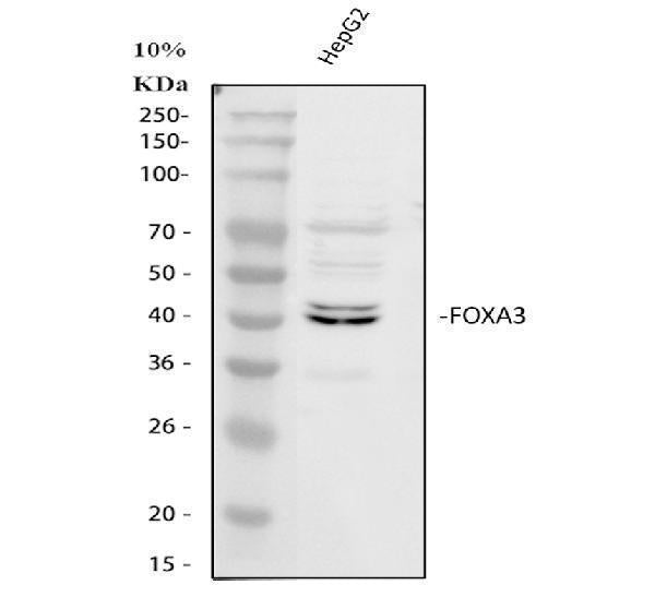 Anti-FOXA3 Antibody Picoband®