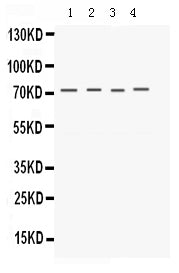 Anti-Kv1.4/KCNA4 Antibody Picoband®