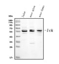 Anti-Lck Antibody Picoband®