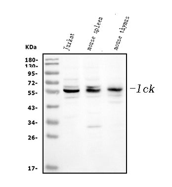 Anti-Lck Antibody Picoband®