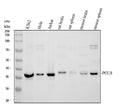 Anti-DNA Polymerase beta/POLB Antibody Picoband®