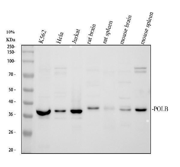Anti-DNA Polymerase beta/POLB Antibody Picoband®