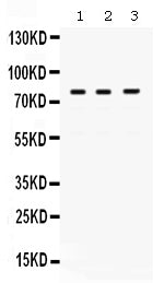 Anti-DNA polymerase eta/POLH Antibody Picoband®