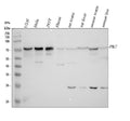 Anti-PRC1 Antibody Picoband®