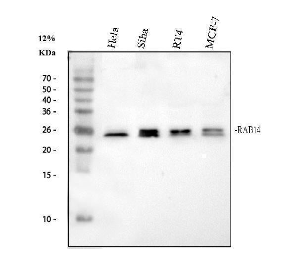 Anti-RAB14 Antibody Picoband®
