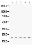 Anti-RAP1A Antibody Picoband®