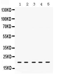 Anti-RAP1A Antibody Picoband®