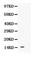 Anti-S100A11 Antibody Picoband®