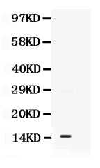 Anti-S100A11 Antibody Picoband®