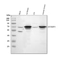 Anti-Munc18-1/STXBP1 Antibody Picoband®