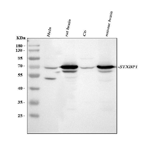Anti-Munc18-1/STXBP1 Antibody Picoband®