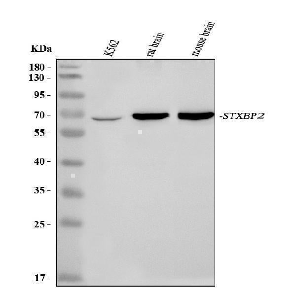 Anti-STXBP2 Antibody Picoband®