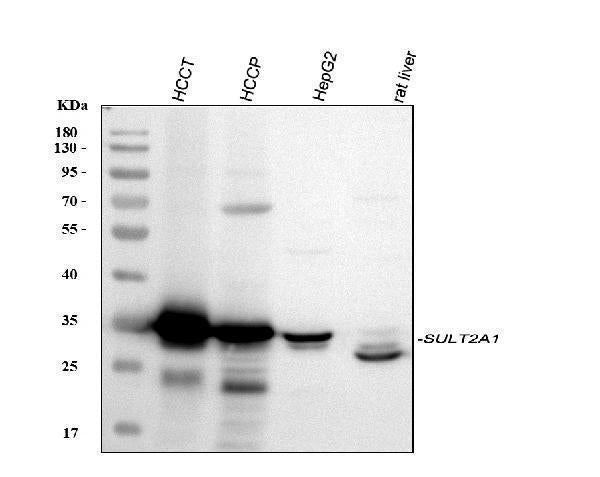 Anti-SULT2A1 Antibody Picoband®