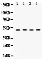 Anti-SULT2B1 Antibody Picoband®