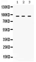 Anti-TAP1 Antibody Picoband®