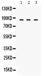 Anti-TAP1 Antibody Picoband®