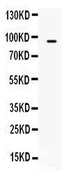 Anti-TAP2 Antibody Picoband®