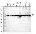 Anti-TCP1 alpha Antibody Picoband®