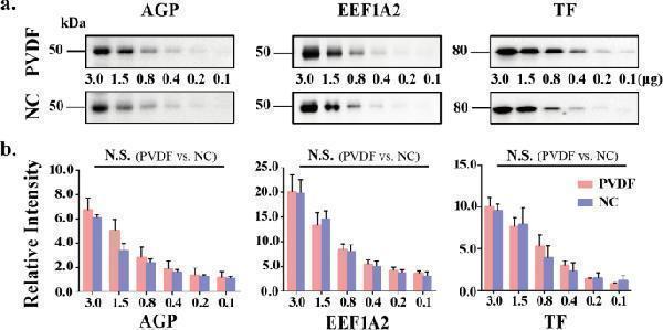 Anti-Transferrin/TF Antibody Picoband®