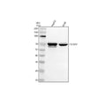 Anti-TGF beta Receptor II/TGFBR2 Antibody Picoband®