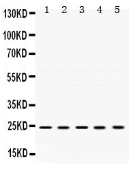 Anti-TIMP2 Antibody Picoband®