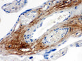 Anti-TNXB Antibody Picoband®