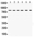 Anti-TRAP1 Antibody Picoband®