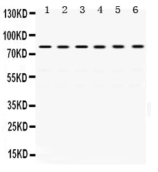 Anti-TRAP1 Antibody Picoband®