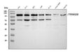 Anti-KAP1/TRIM28 Antibody Picoband®