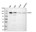 Anti-TIF1 gamma/TRIM33 Antibody Picoband®