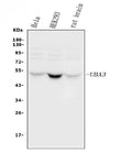 Anti-UBE1C/UBA3 Antibody Picoband®