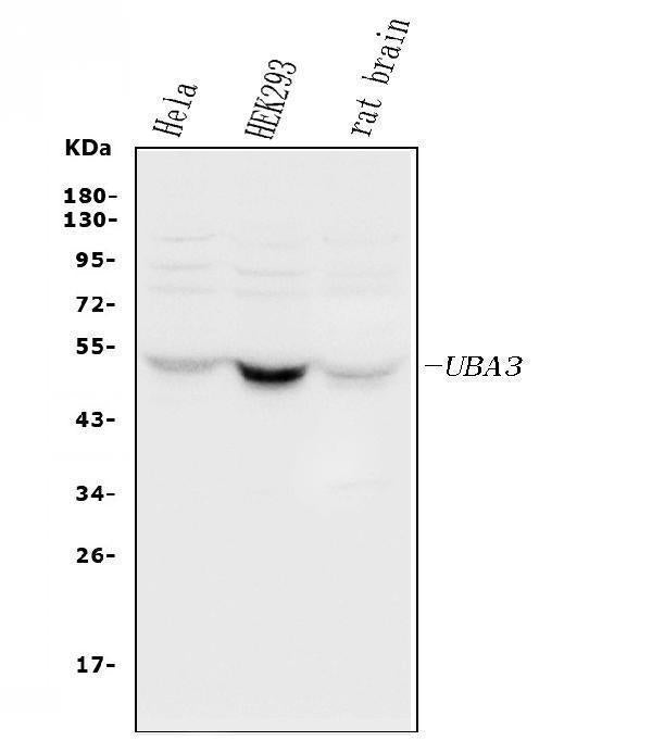 Anti-UBE1C/UBA3 Antibody Picoband®