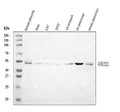 Anti-UBE2Q2 Antibody Picoband®