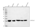 Anti-PGP9.5/UCHL1 Antibody Picoband®