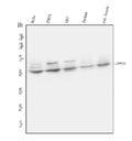 Anti-UPF3B/RENT3B Antibody Picoband®