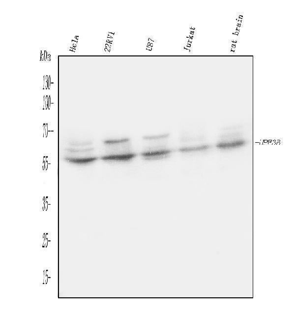 Anti-UPF3B/RENT3B Antibody Picoband®