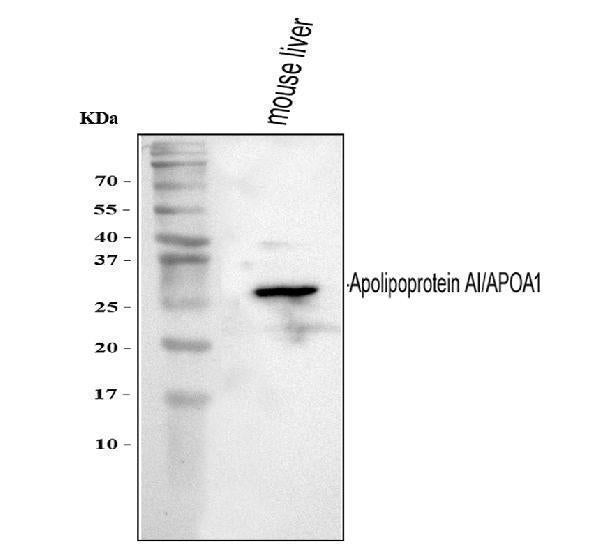 Anti-Apolipoprotein A I/APOA1 Antibody Picoband®