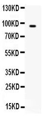 Anti-BCAR3 Antibody Picoband®