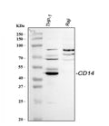 Anti-CD14 Antibody Picoband®
