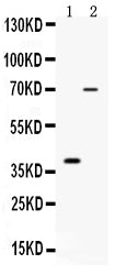 Anti-CD46 Antibody Picoband®