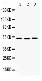 Anti-Cdc25C Antibody Picoband®